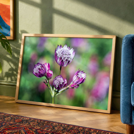 Pink Astrantia Flower Fine Art Photo Print