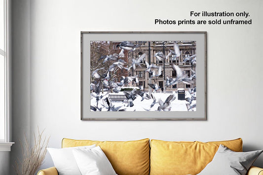 Glasgow George Square pigeons in flight in snow framed in living room