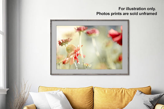 Sneezeweed flower macro in frame on wall above yellow couch