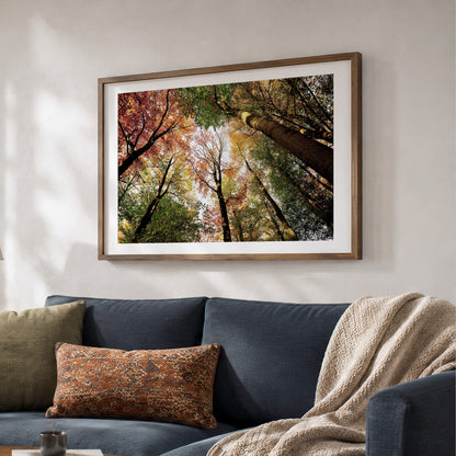 Colourful Autumn Treetops Print | Looking up | Pollok Park Horizontal Photo