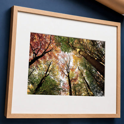 Colourful Autumn Treetops Print | Looking up | Pollok Park Horizontal Photo