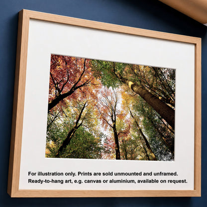 Colourful Autumn Treetops Print | Looking up | Pollok Park Horizontal Photo