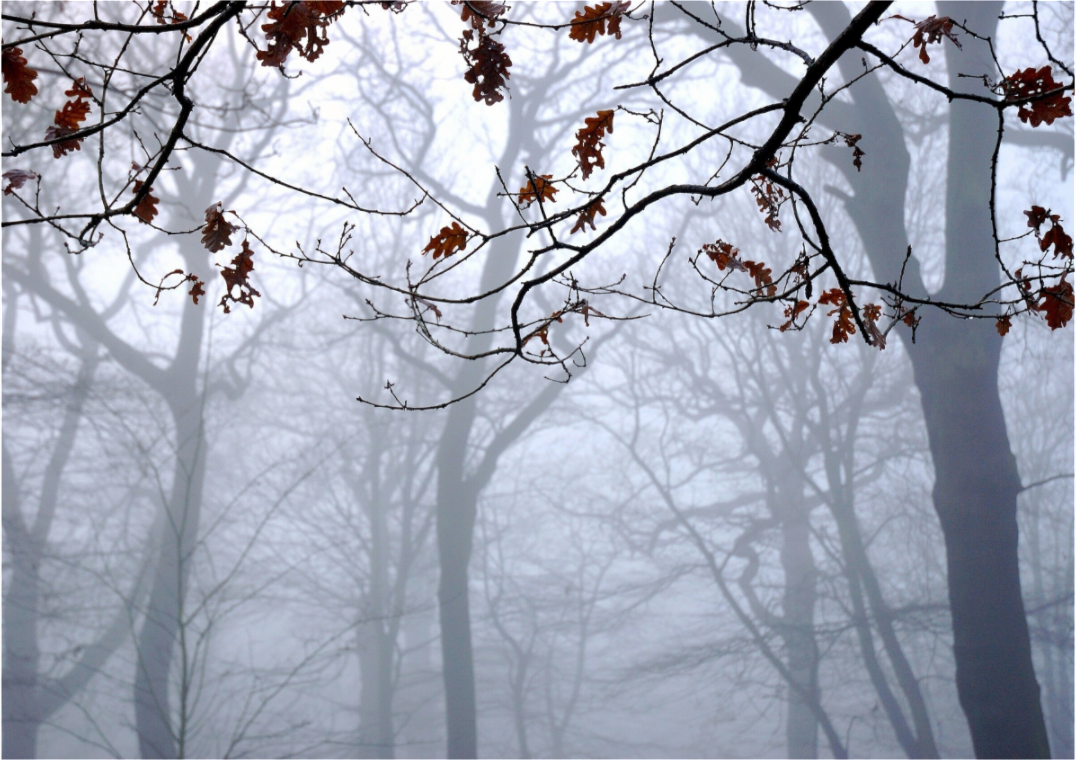 Main image Highgate Woods on Acrylic Glass