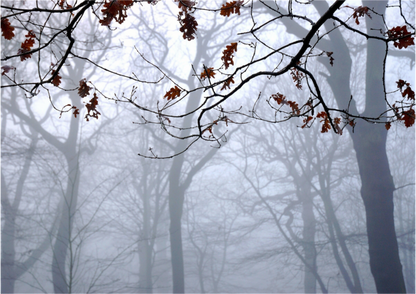 Main image Highgate Woods on Acrylic Glass