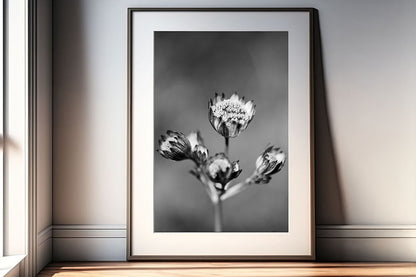 Astrantia BW Portrait frame living room
