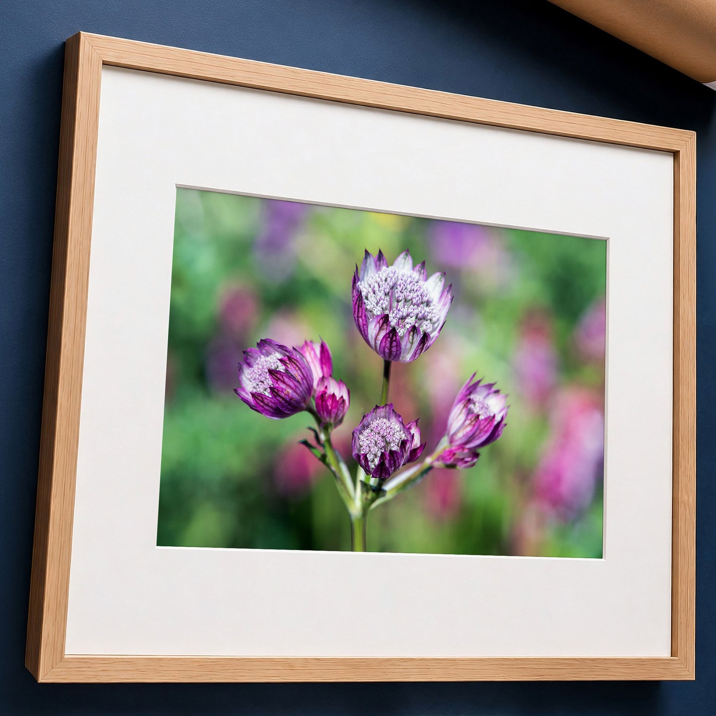 A framed floral art print featuring astrantia wildflowers on a green blurred background, in a light wood frame laid flat on a blue surface.