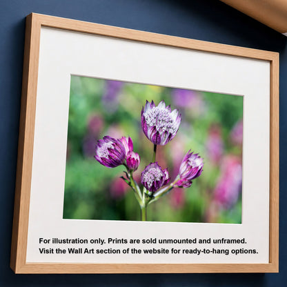 Pink Astrantia Flower Fine Art Photo Print