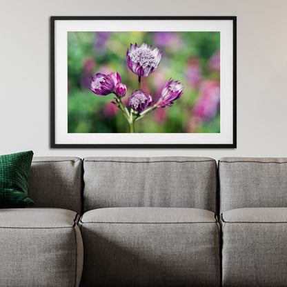 Pink Astrantia Flower Fine Art Photo Print