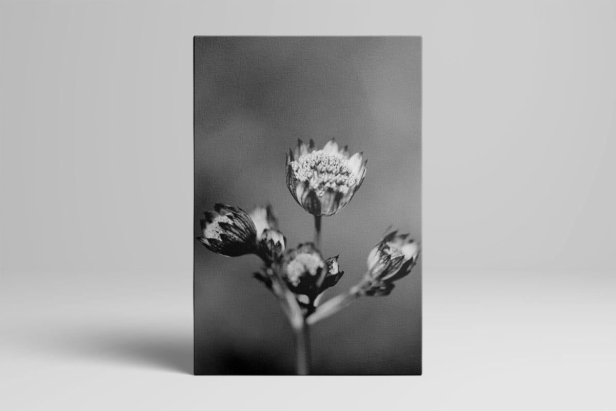 Astrantia flower black and white portrait canvas 