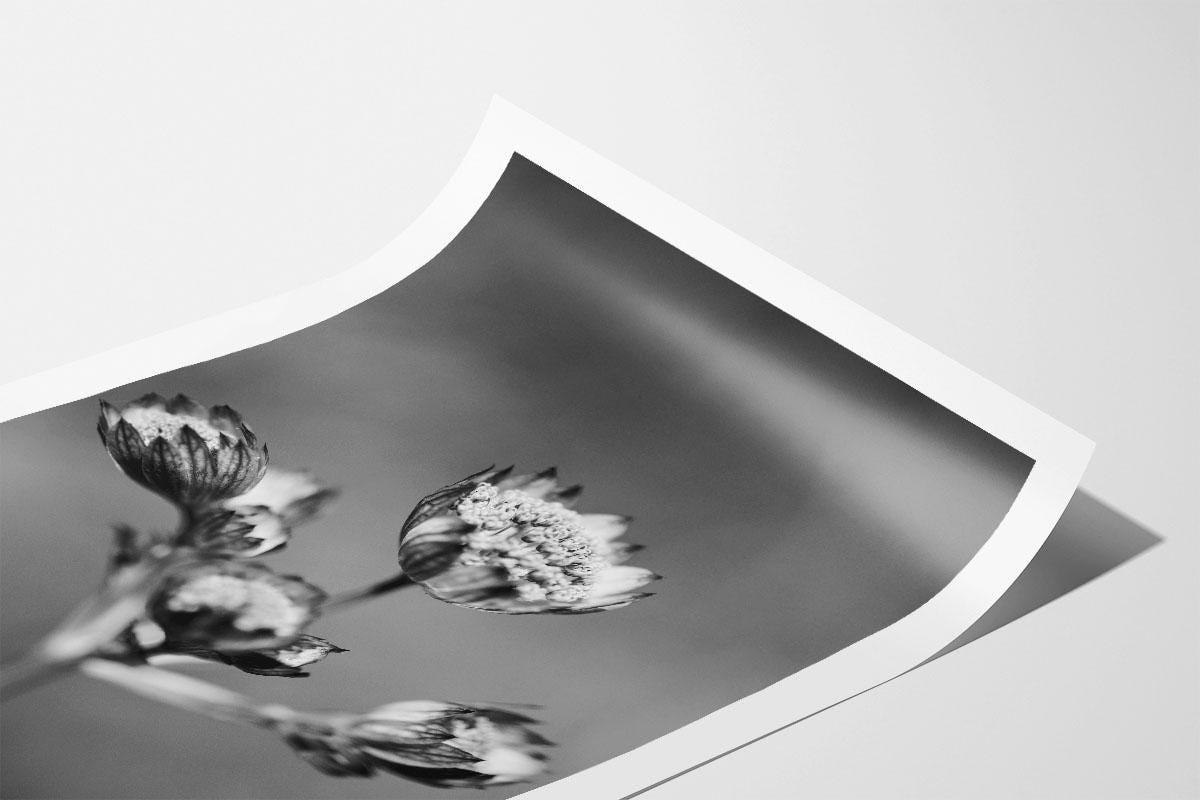Astrantia flower black and white portrait print