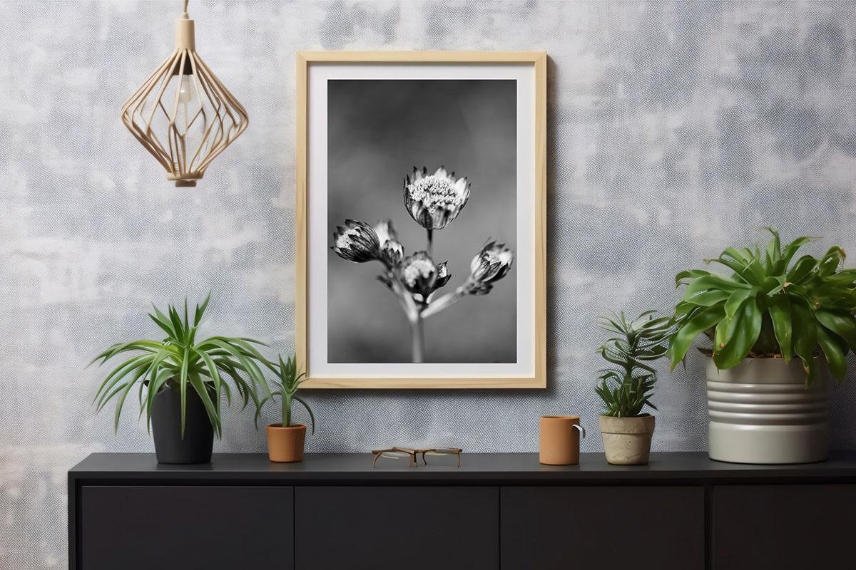 Astrantia flower black and white portrait print on wall