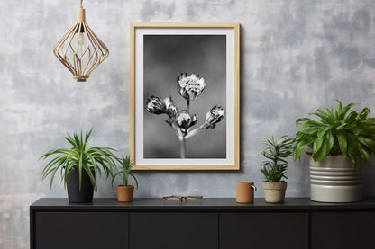 Astrantia flower black and white portrait print on wall