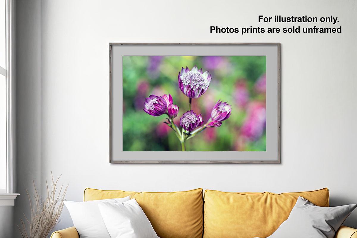 Astrantia flower colour in frame on wall