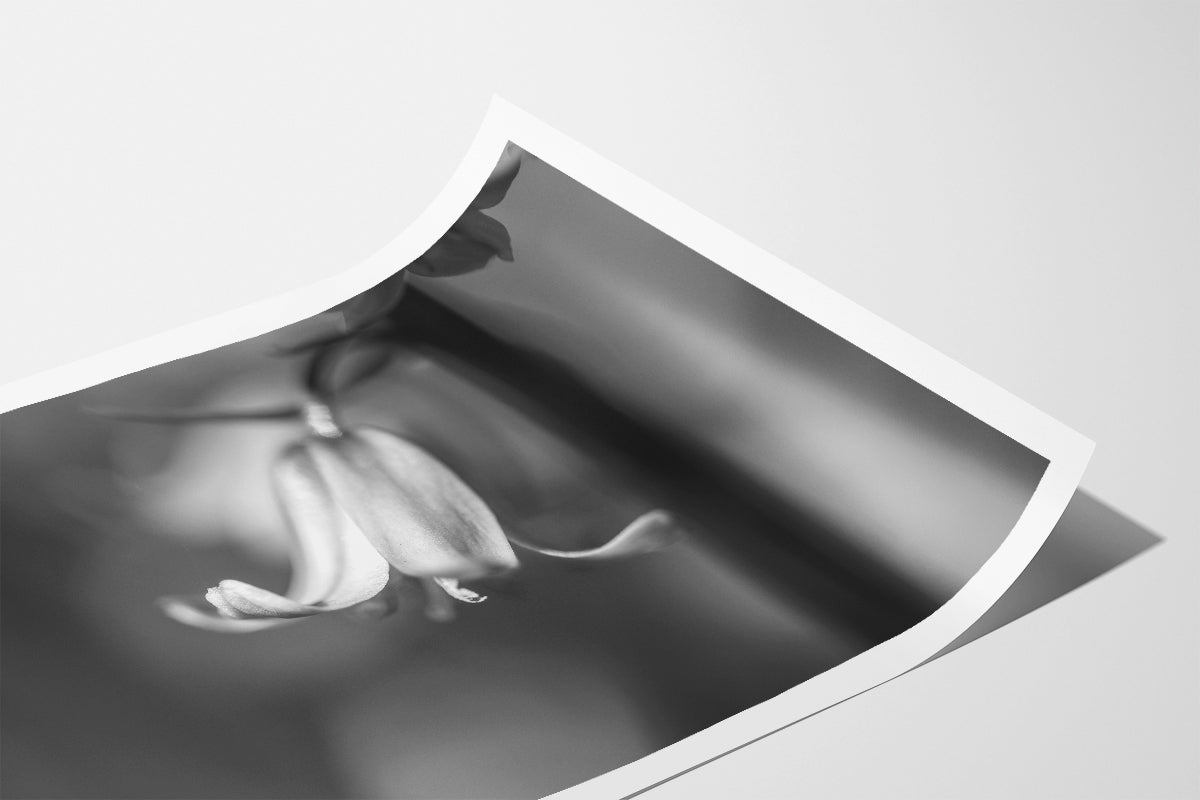 Bluebell BW | Macro Flower | Unframed Photo Print