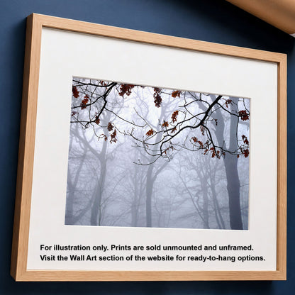 Highgate Wood Fog Original Photo Print