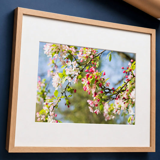 Crabapple Blossom Botanical Art Print | Pink Spring Flower Photo