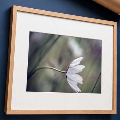 Daisy in Wind Unframed Photo Print | Flower Photography | Nature Home Decor