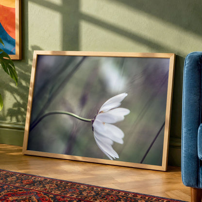 Daisy in Wind Unframed Photo Print | Flower Photography | Nature Home Decor