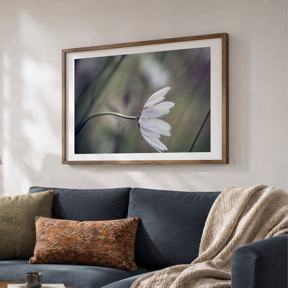 Daisy in Wind Unframed Photo Print | Flower Photography | Nature Home Decor
