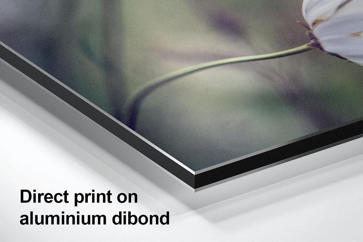 Daisy blowing in wind aluminium with text