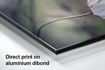 Daisy blowing in wind aluminium with text