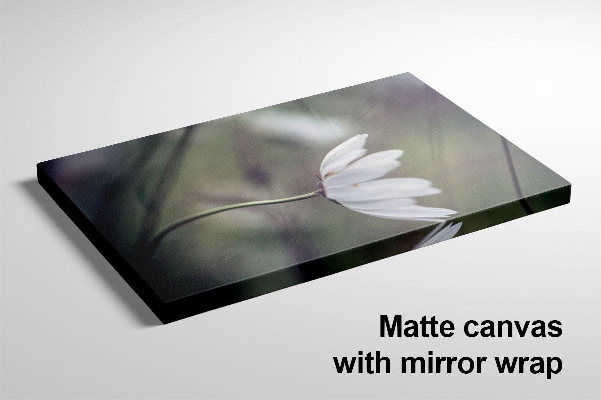 Daisy blowing in wind canvas mirror wrap with text