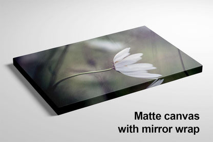 Daisy blowing in wind canvas mirror wrap with text