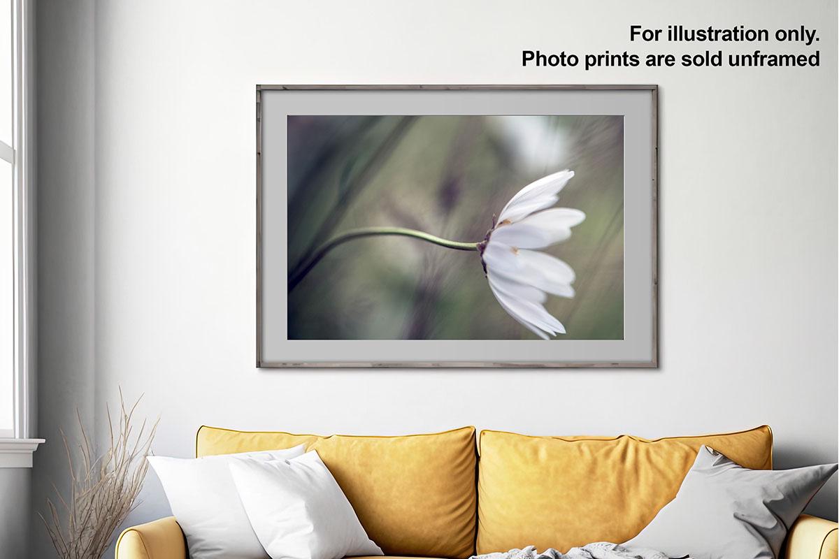 Daisy blowing in wind in frame on wall with text overlay