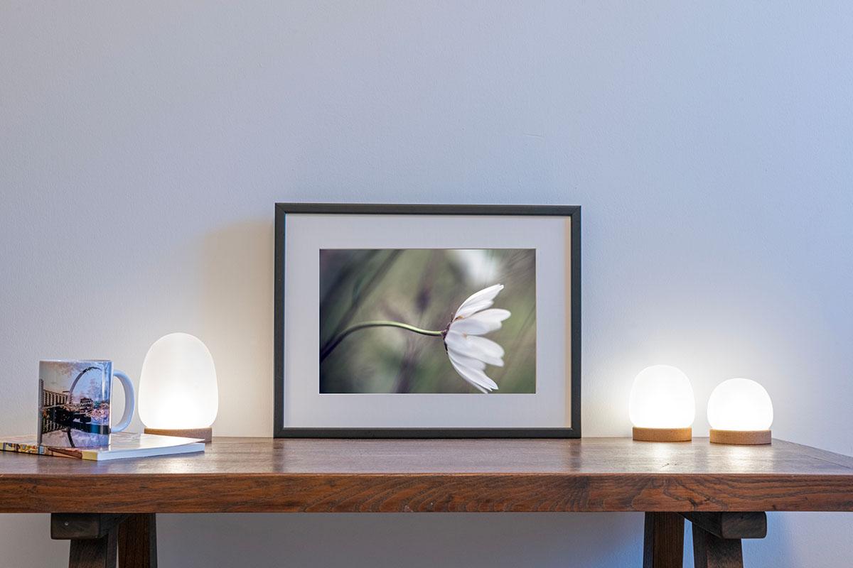 Daisy blowing in wind in small frame on table