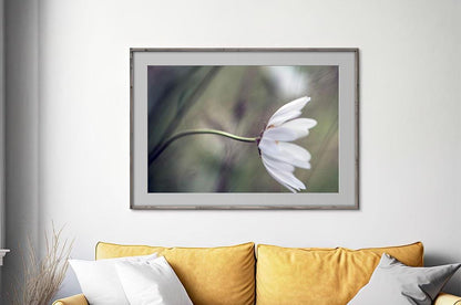 Daisy blowing in wind print on living room wall