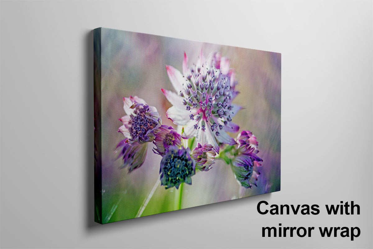 Pink and white Astrantia macro flower canvas mirror wrap