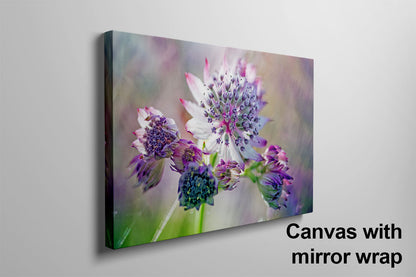 Pink and white Astrantia macro flower canvas mirror wrap