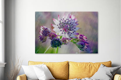 Pink and white Astrantia macro flower wall art on living room wall