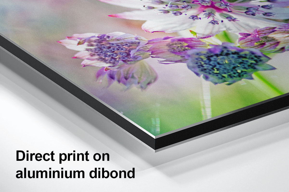 Pink and white Astrantia macro flower aluminium