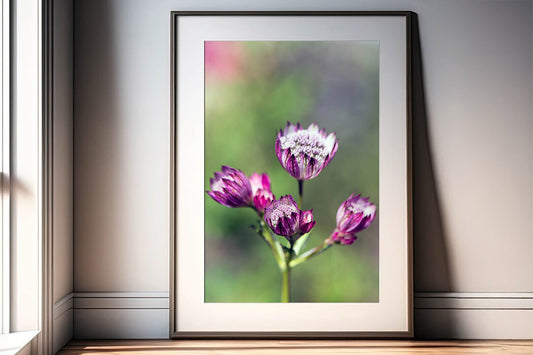 Pink astrantia in frame