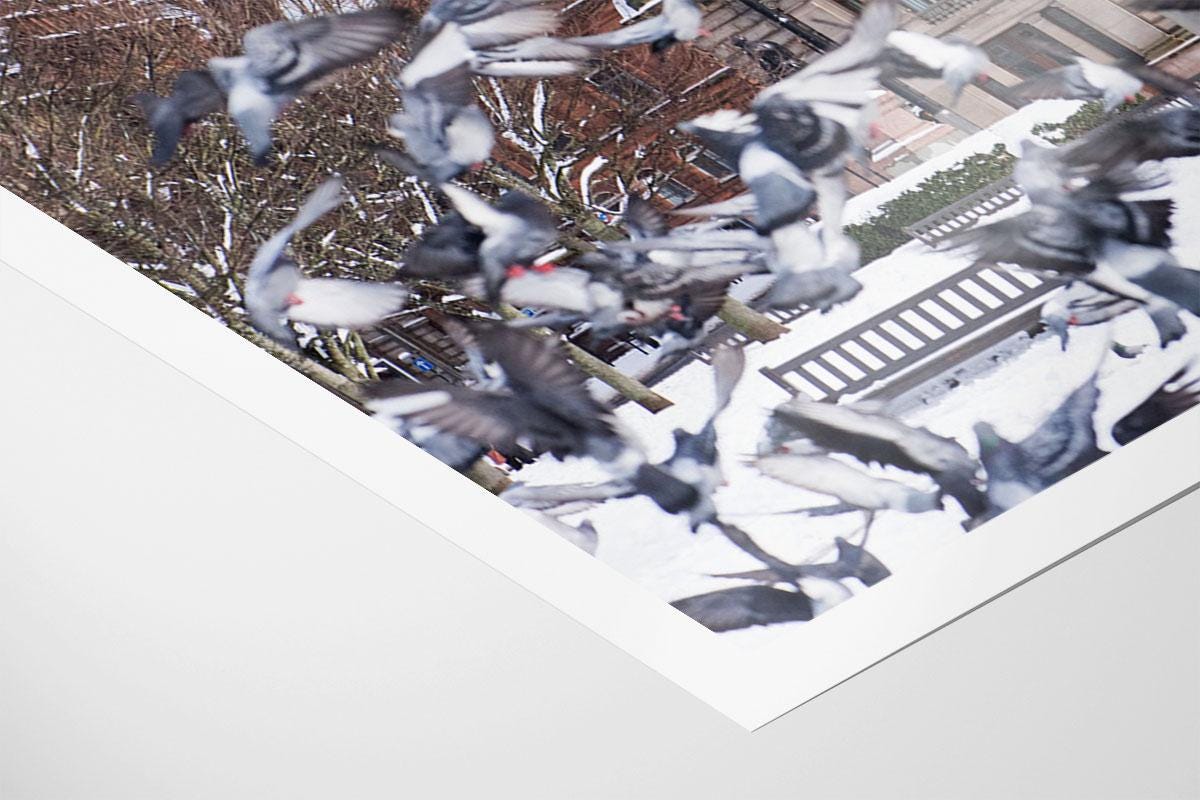 Glasgow George Square pigeons in flight in snow print corner detail