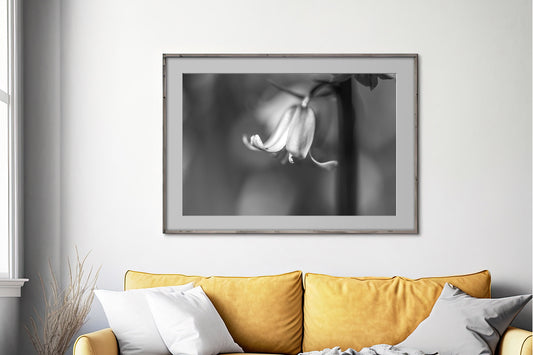 Bluebell BW | Macro Flower | Unframed Photo Print