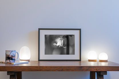 Bluebell BW | Macro Flower | Unframed Photo Print