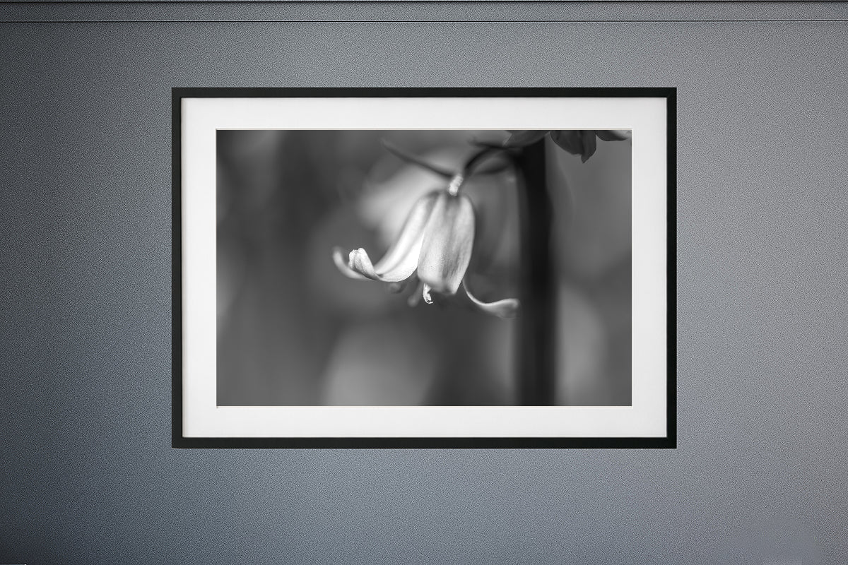 Bluebell BW | Macro Flower | Unframed Photo Print