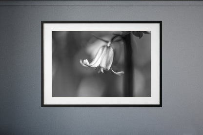 Bluebell BW | Macro Flower | Unframed Photo Print