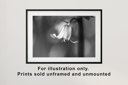 Bluebell BW | Macro Flower | Unframed Photo Print