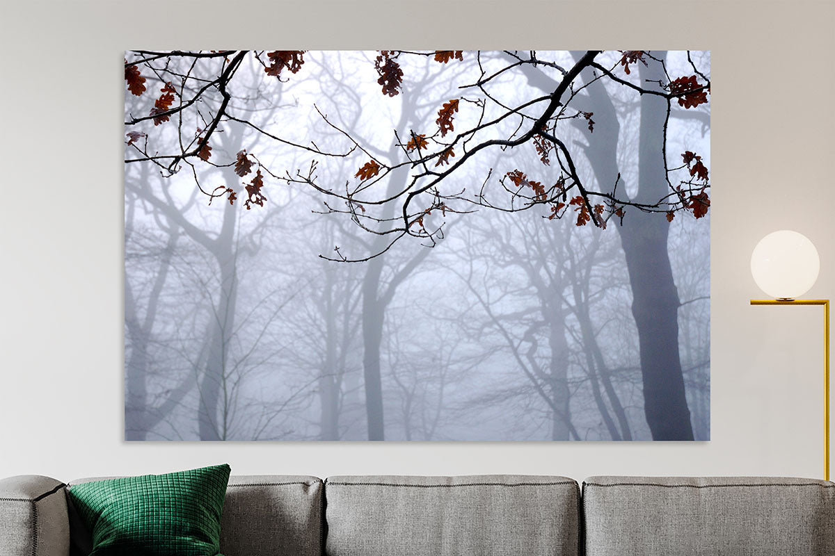 Highgate Wood Foggy London Nature Wall Art Home Decor