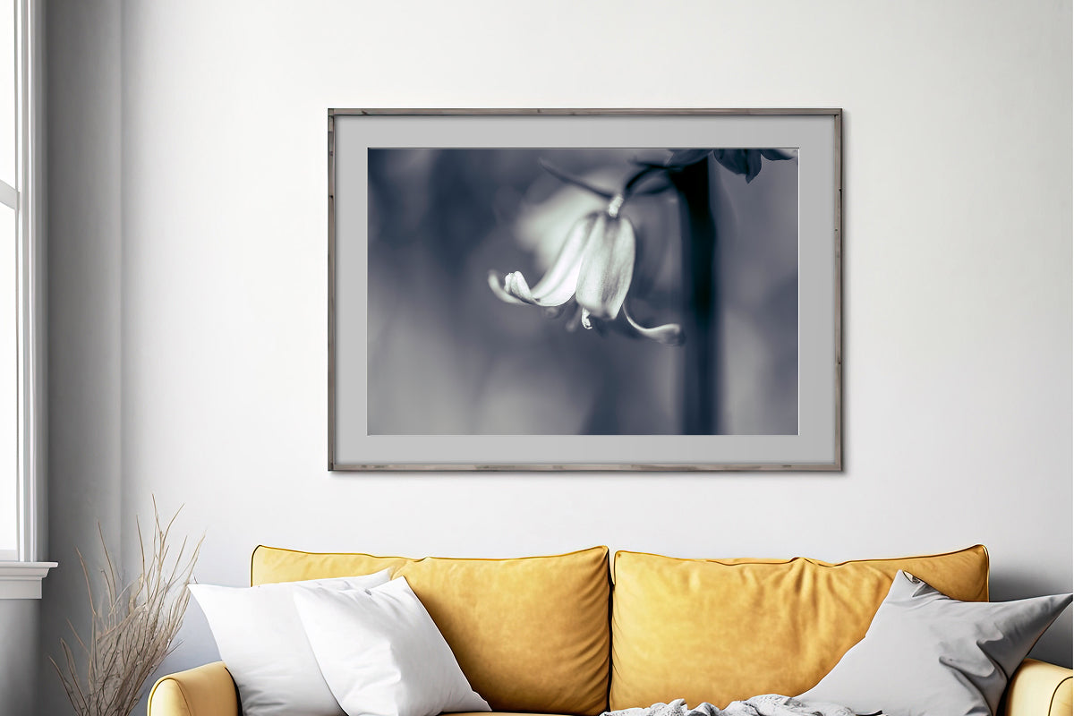 Bluebell BW Blue Tint Macro Flower | Photo Print