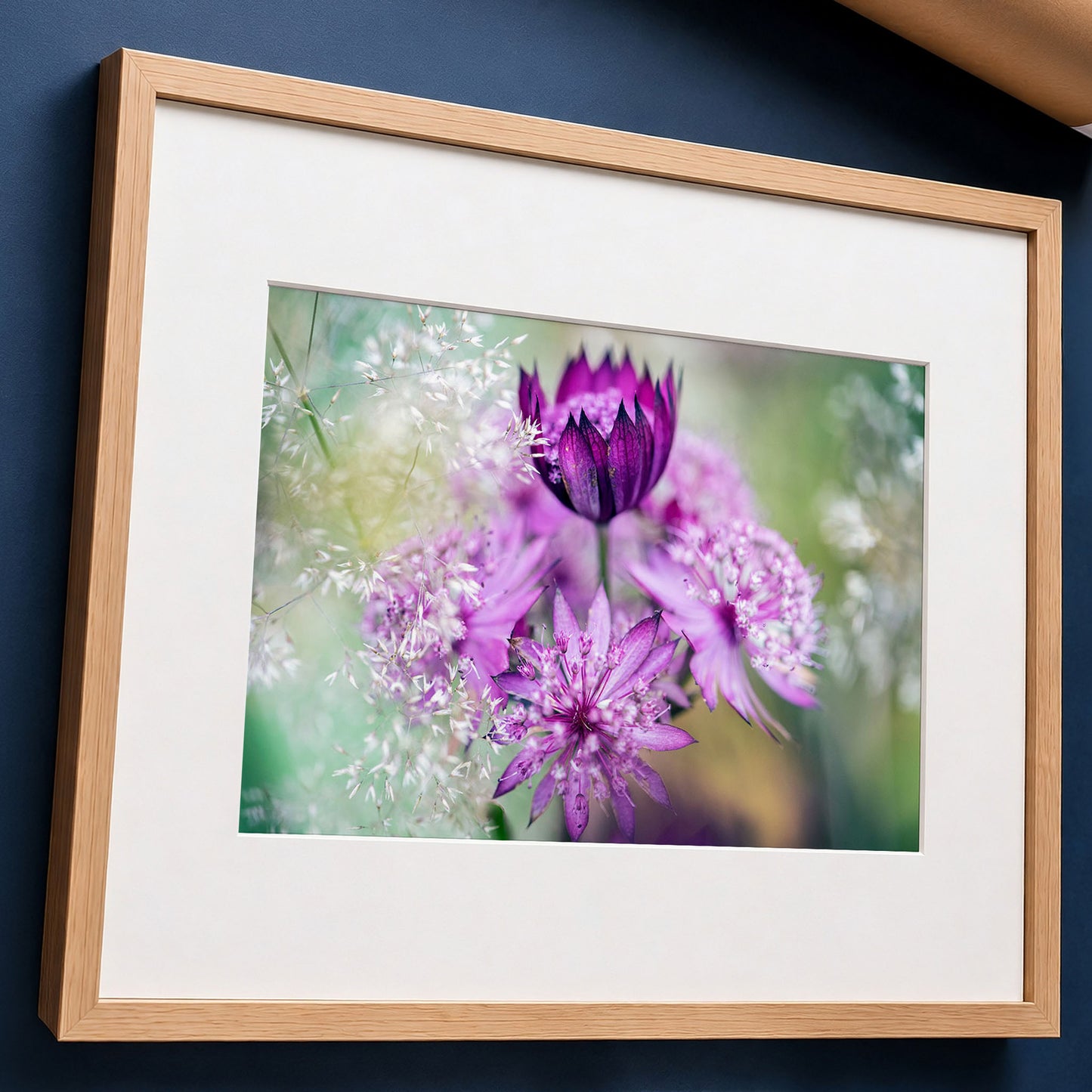 Astrantia Pink Macro Flower Photo Print