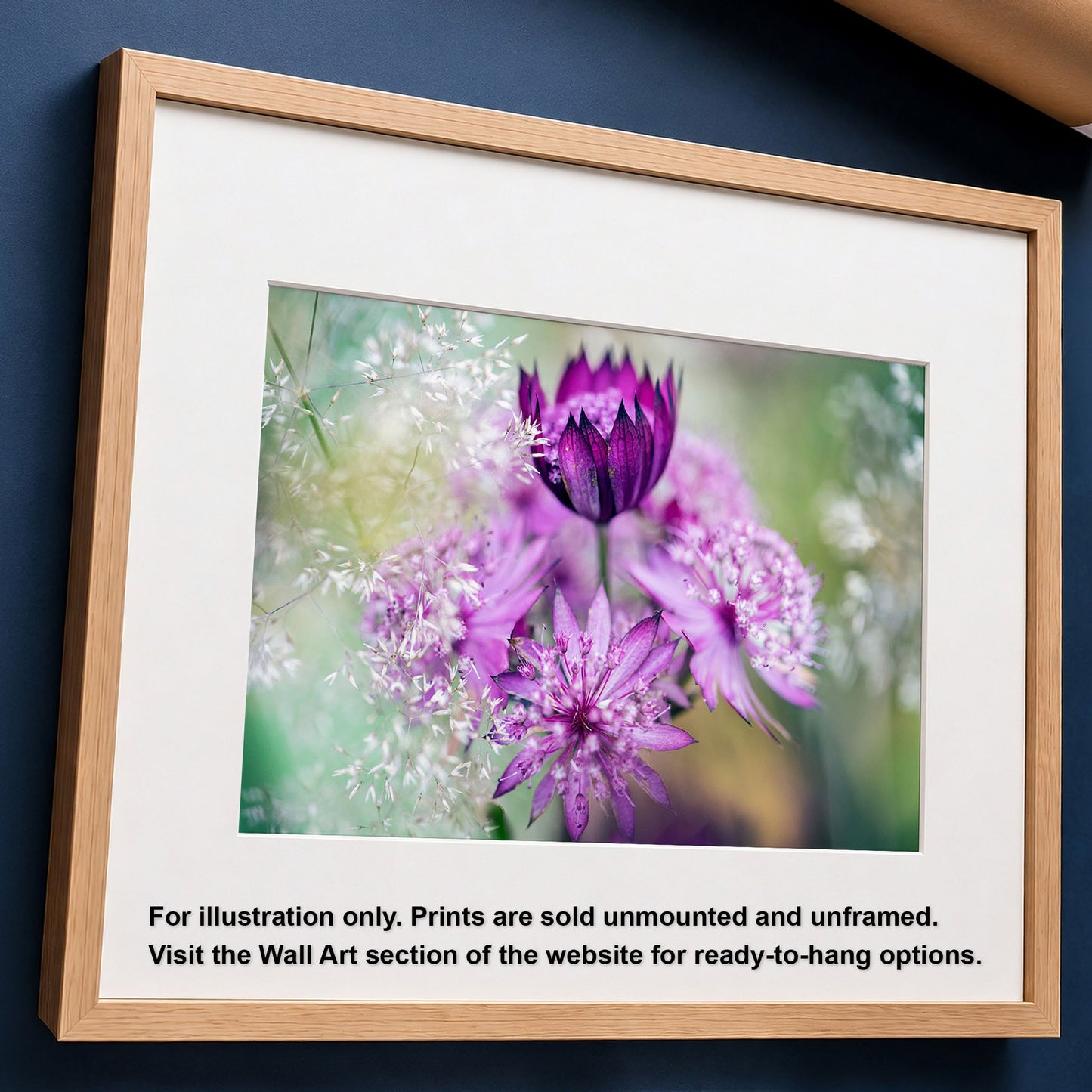Astrantia Pink Macro Flower Photo Print