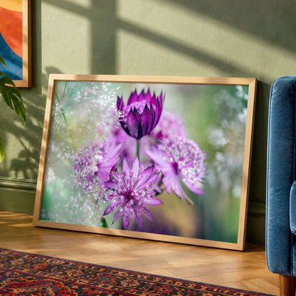 Astrantia Pink Macro Flower Photo Print