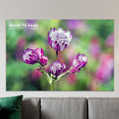 Astrantia Pink Flower Ready To Hang Wall Art