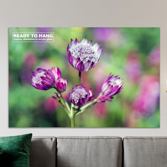 Astrantia Pink Flower Ready To Hang Wall Art