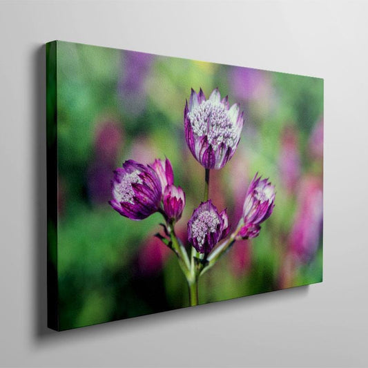 Pink Astrantia colour landscape canvas on wall