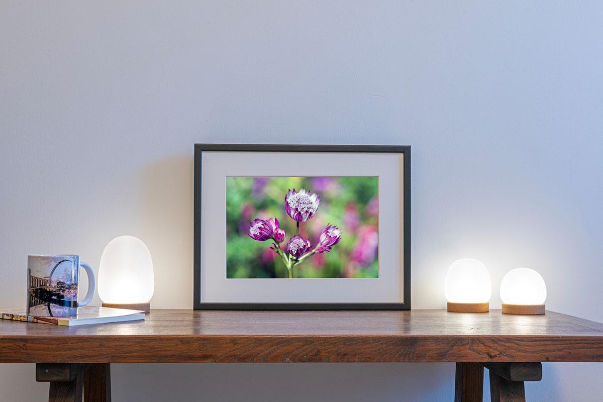 Pink Astrantia colour landscape in small frame on table